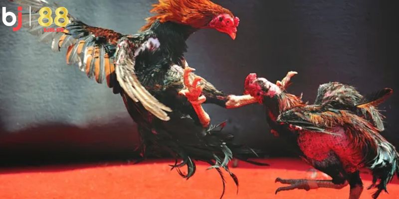 Khám phá siêu phẩm Đá Gà BJ88 – Sân chơi kịch tính cho tín đồ cá cược